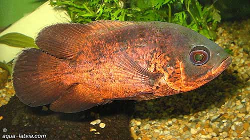 Oscar Cichlid, Astronotus ocellatus