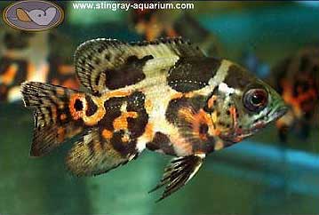 Oscar Cichlid, Astronotus ocellatus