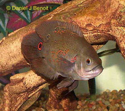 Oscar Cichlid, Astronotus ocellatus