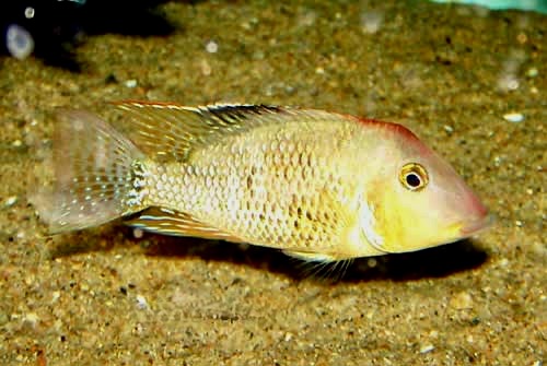 Red Hump Eatheater, Geophagus steindachneri