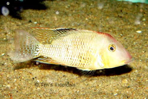 Red Hump Eatheater, Geophagus steindachneri