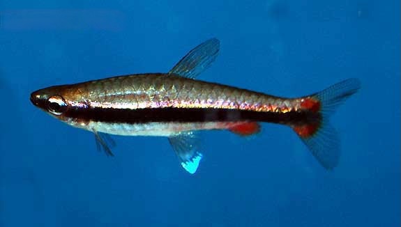 Beckford's Pencilfish Nannostomus beckfordi