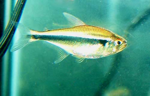 Black Neon Tetra Hyphessobrycon herbertaxelrodi