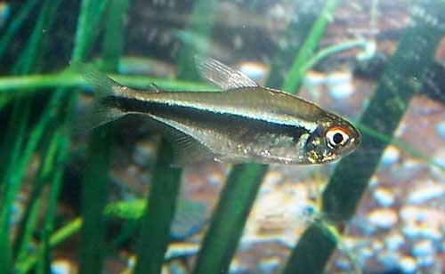 Black Neon Tetra Hyphessobrycon herbertaxelrodi