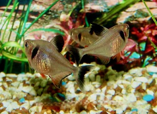 Black Phantom Tetra Hyphessobrycon megalopterus