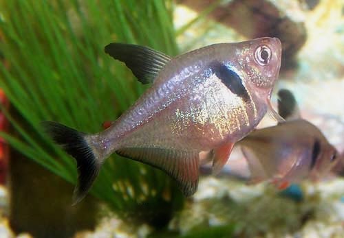 Black Phantom Tetra Hyphessobrycon megalopterus