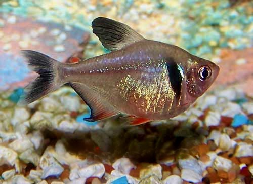 Black Phantom Tetra Hyphessobrycon megalopterus