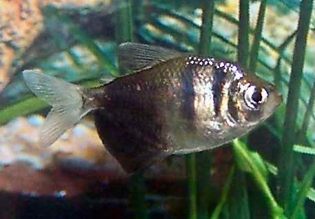 Black Skirt Tetra Gymnocorymbus ternetzi
