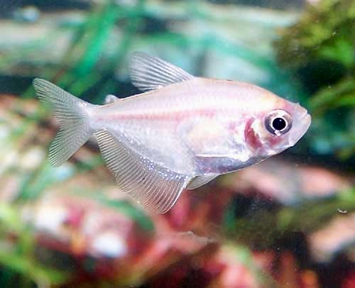 White Skirt Tetra, Gymnocorymbus ternetzi