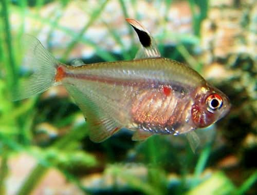 Bleeding Heart Tetra Hyphessobrycon erythrostigma
