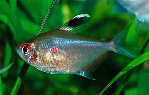 Bleeding Heart Tetra Hyphessobrycon erythrostigma