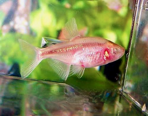 Blind Cave Tetra Astyanax fasciatus mexicanus