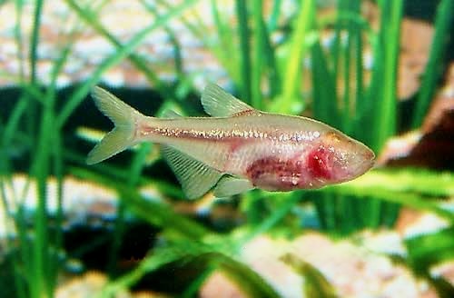 Blind Cave Tetra Astyanax fasciatus mexicanus