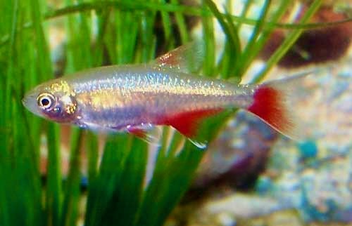 Bloodfin Tetra Aphyocharax anisitsi