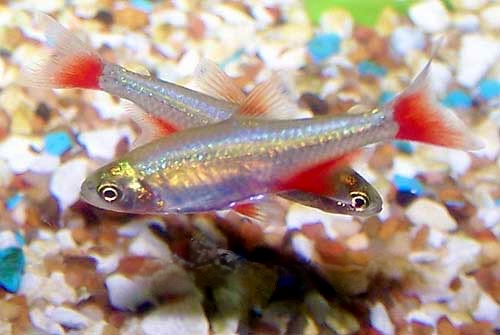 Bloodfin Tetra Aphyocharax anisitsi