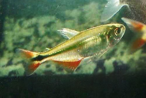Buenos Aires Tetra Hemigrammus caudovittatus