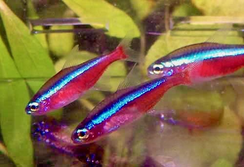 Cardinal Tetra Aquarium Fish, Paracheirodon axelrodi