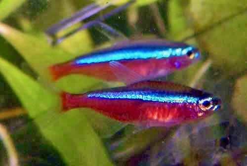 Cardinal Tetra Aquarium Fish, Paracheirodon axelrodi