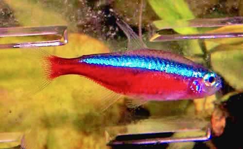 Cardinal Tetra Paracheirodon axelrodi