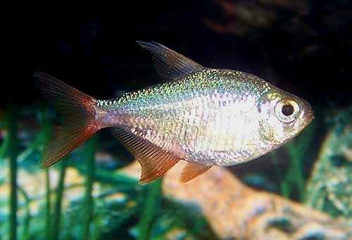 Colombian Tetra Hyphessobrycon columbianus