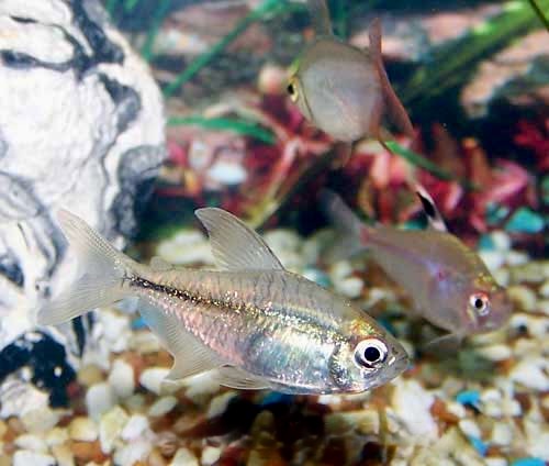 Diamond Tetra Moenkhausia pittieri