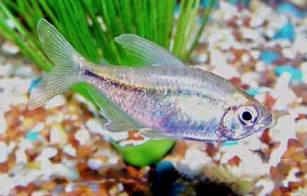 Diamond Tetra Moenkhausia pittieri