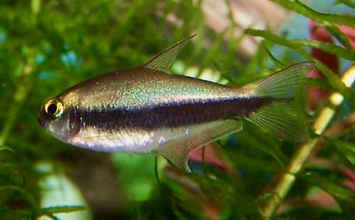 Emperor Tetra Nematobrycon palmeri