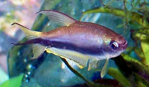 Emperor Tetra Nematobrycon palmeri