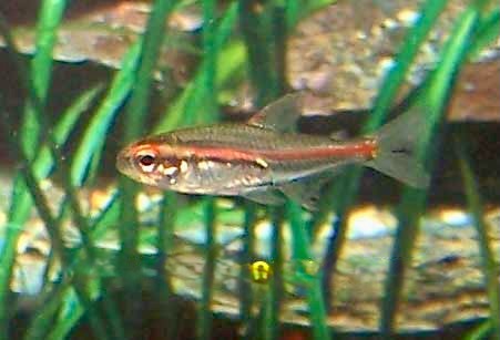 Glowlight Tetra Aquarium Fish, Hemigrammus erythrozonus