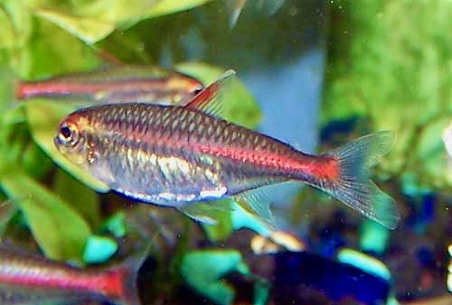 Glowlight Tetra Hemigrammus erythrozonus