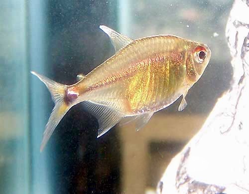 Head and Tail Light Tetra Hemigrammus ocellifer