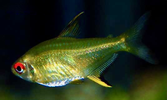Lemon Tetra Hyphessobrycon pulchripinnis