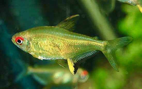 Lemon Tetra Fish