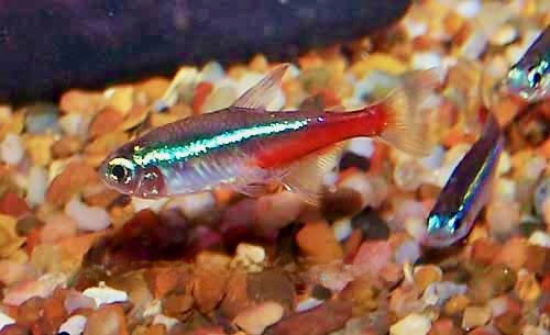 Neon Tetra Aquarium Fish, Paracheirodon innesi