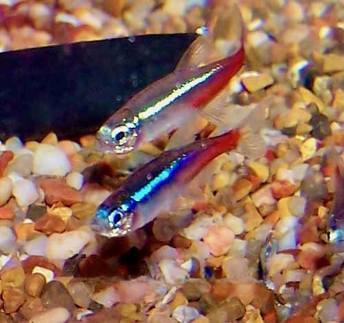 Neon Tetra Aquarium Fish, Paracheirodon innesi