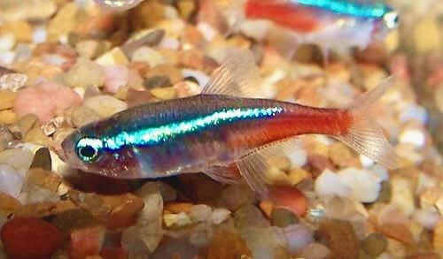 Neon Tetra Paracheirodon innesi