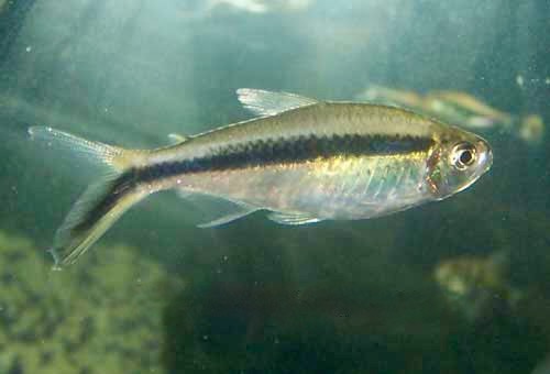 Penguin Tetra Thayeria boehlkei