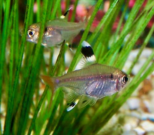 Pristella Tetra Pristella maxillaris