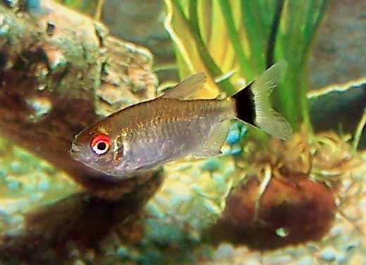 Red Eye Tetra Moenkhausia sanctaefilomenae