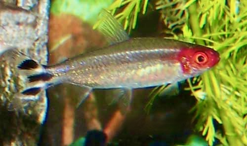 Rummynose Tetra Hemigrammus bleheri