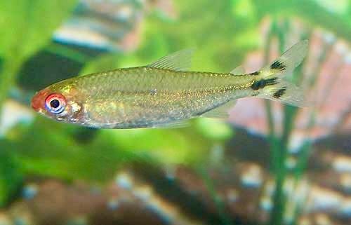 Rummynose Tetra Hemigrammus bleheri