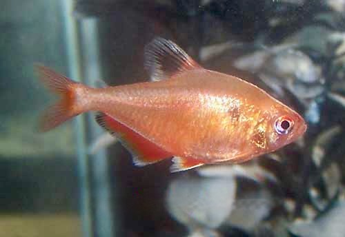 Serpae Tetra Hyphessobrycon serpae