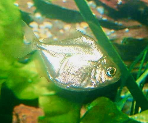 Silver Dollar Metynnis argenteus