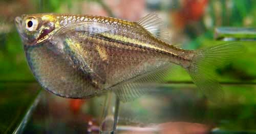 Silver Hatchetfish Gasteropelecus sternicla