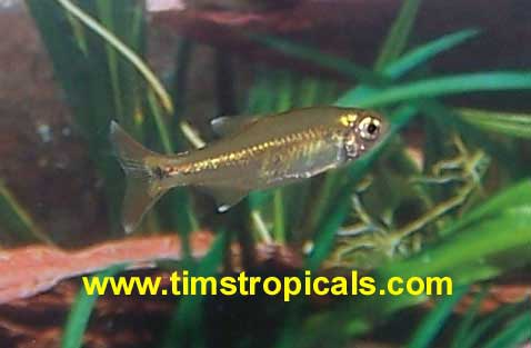 Silver Tip Tetra Hasemania nana