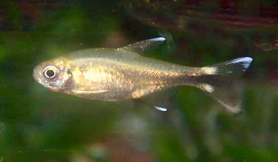 Silver Tip Tetra Hasemania nana