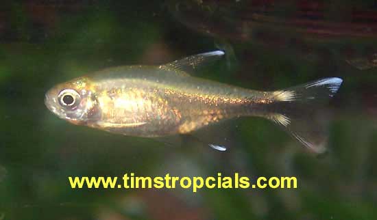 Silver Tip Tetra Hasemania nana